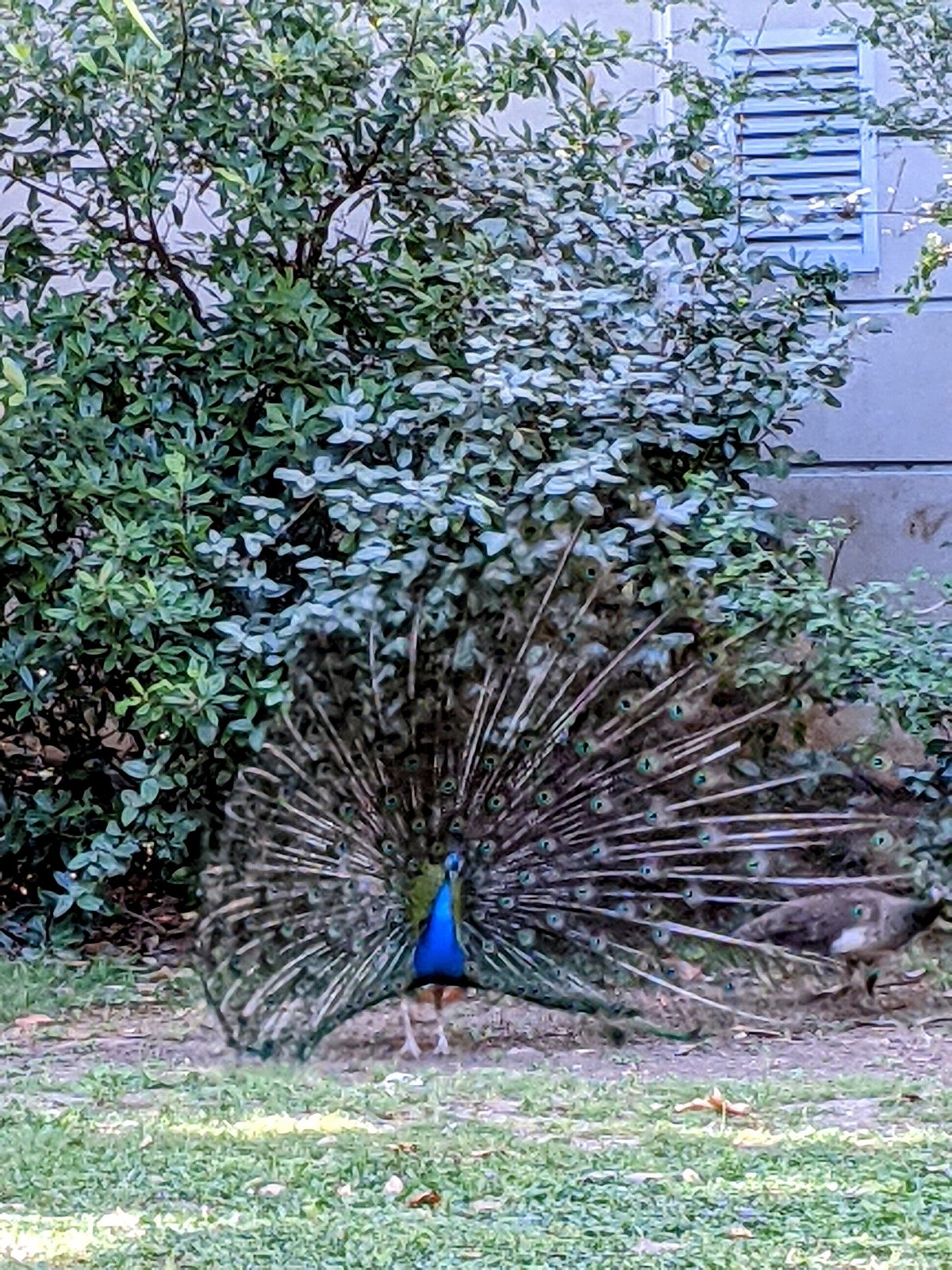 Parc du Pré Sandin toulon france